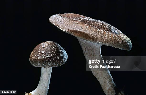 lentinula edodes (shiitake) - shiitake mushroom stock pictures, royalty-free photos & images