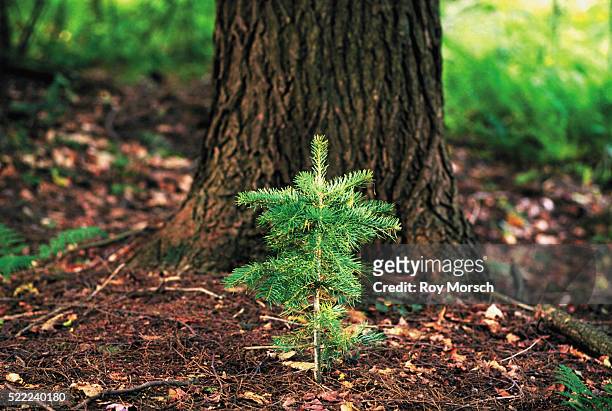 beginnings - evergreen forest stock pictures, royalty-free photos & images
