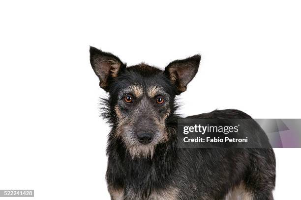 Mutt High-Res Stock Photo