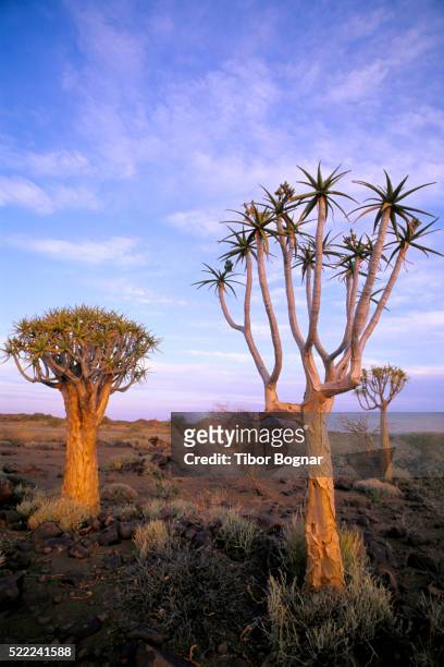 quiver trees in namibia - quiver tree stock pictures, royalty-free photos & images