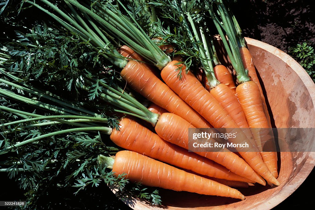 Carrots in Bowl