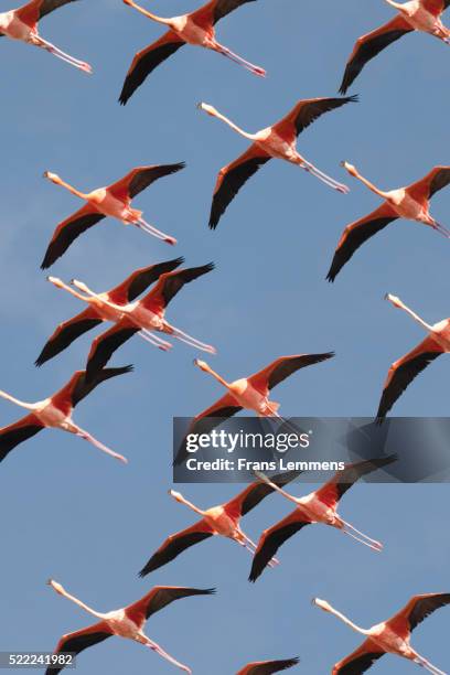 netherlands, bonaire island, greater flamingo - greater flamingo stock-fotos und bilder