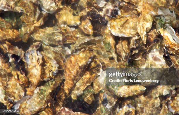 oysters - floris leeuwenberg stock-fotos und bilder