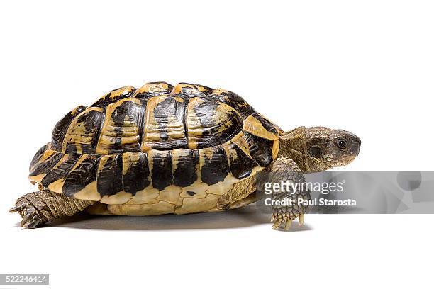 testudo hermanni (western hermann's tortoise) - kriechtier stock-fotos und bilder