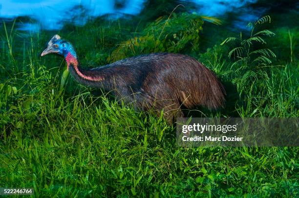 cassowary (casuarius casuarius) - casoar photos et images de collection