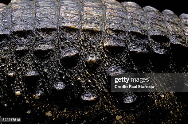 osteolaemus tetraspis (dwarf crocodile) - scales - african dwarf crocodile stock pictures, royalty-free photos & images