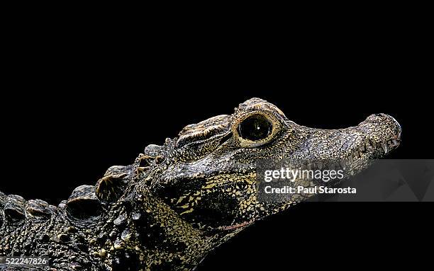 osteolaemus tetraspis (dwarf crocodile) - african dwarf crocodile stock pictures, royalty-free photos & images