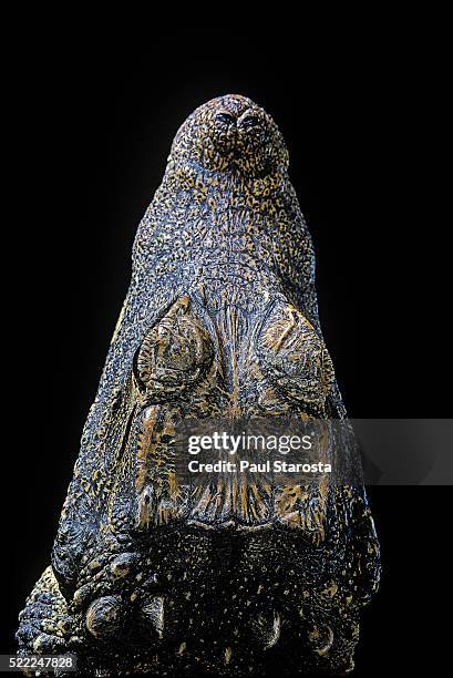 osteolaemus tetraspis (dwarf crocodile) - snout - african dwarf crocodile foto e immagini stock