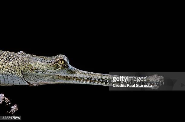 gavialis gangeticus (gharial) - indian gharial stock pictures, royalty-free photos & images