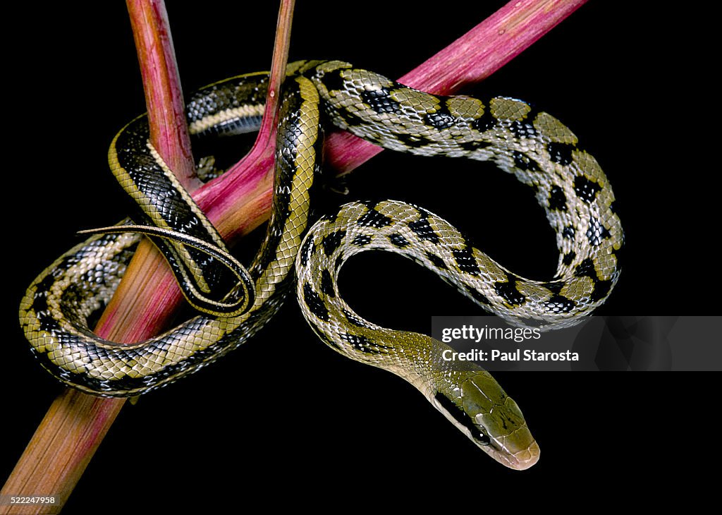 Elaphe taeniura friesi (Taiwan beauty snake)
