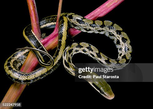 Elaphe taeniura friesi (Taiwan beauty snake) Elaphe taeniura friesi (Taiwan beauty snake)
