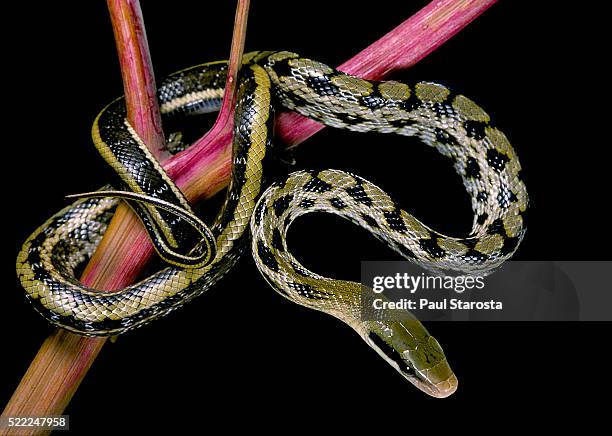 elaphe taeniura friesi (taiwan beauty snake) - rat snake stock pictures, royalty-free photos & images