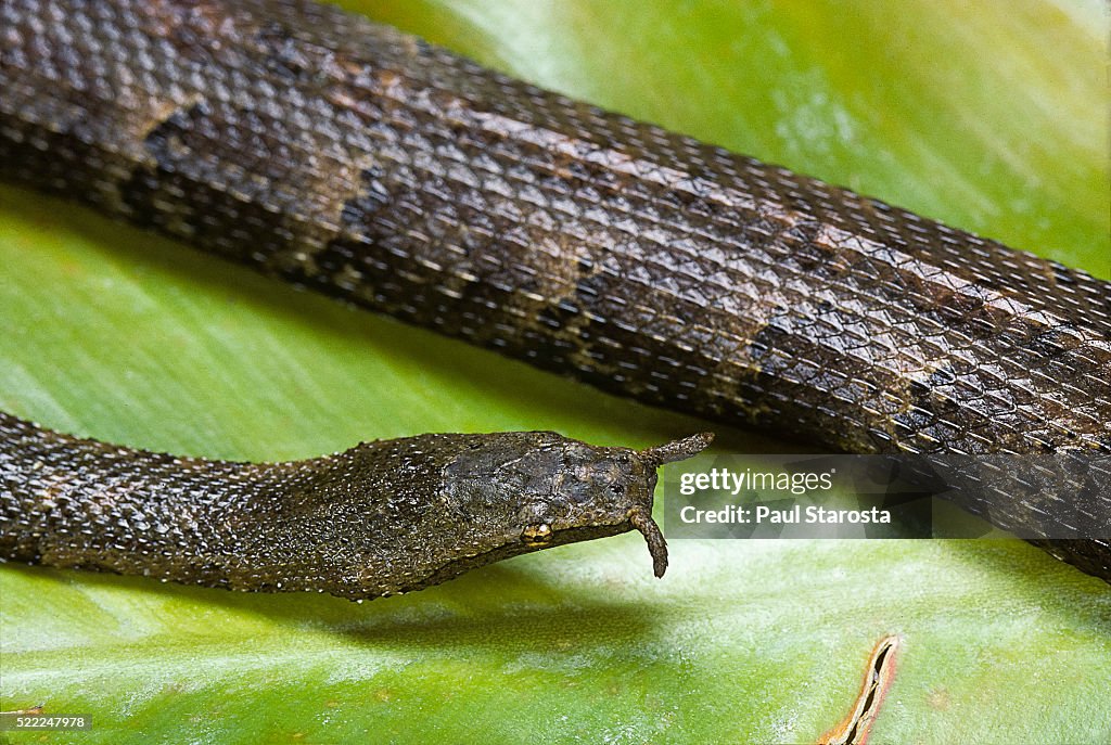 Erpeton tentaculatum (tentacled snake)