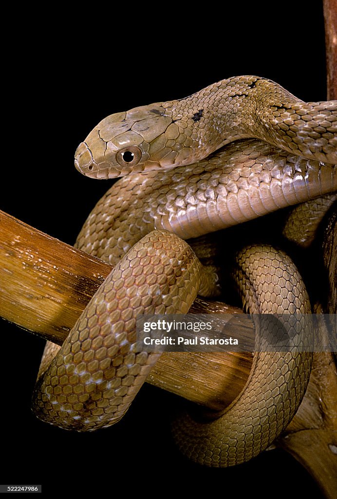 Elaphe carinata (king ratsnake, Taiwan stink snake)