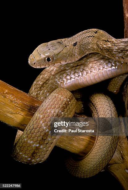 elaphe carinata (king ratsnake, taiwan stink snake) - rat snake stock pictures, royalty-free photos & images