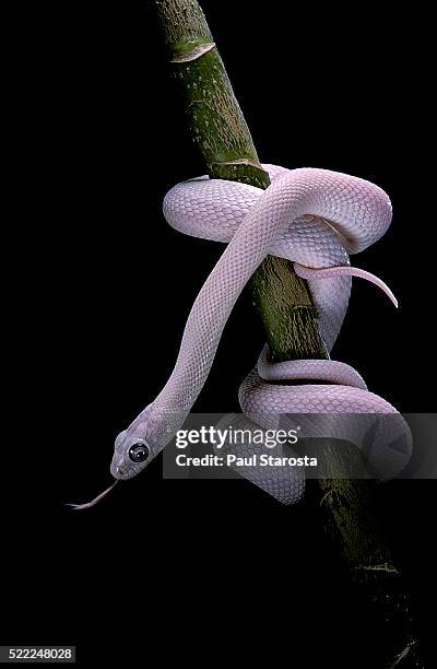elaphe obsoleta lindheimeri f. leucistic (texas rat snake) - elaphe obsoleta lindheimeri stock pictures, royalty-free photos & images