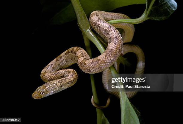 elaphe obsoleta quadrivittata (yellow rat snake) - chicken snake stock-fotos und bilder