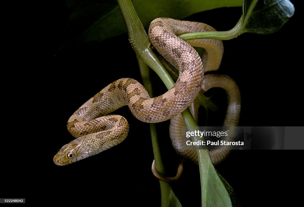 Elaphe obsoleta quadrivittata (yellow rat snake)