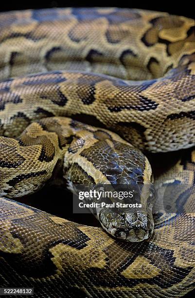 african python, water python, african rock python... 150 African Rock Python Stock Photos, High-Res Pictures, and Images ...