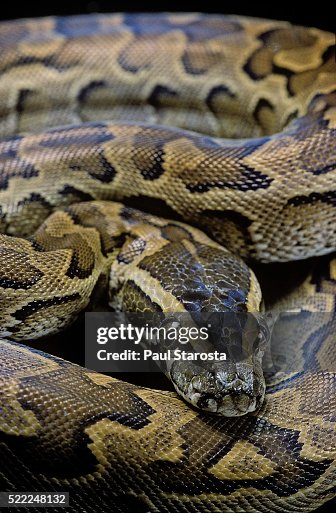Python sebae (african rock python) Python sebae (african rock python)