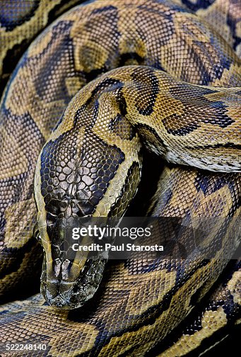 Python sebae (african rock python) Python sebae (african rock python)