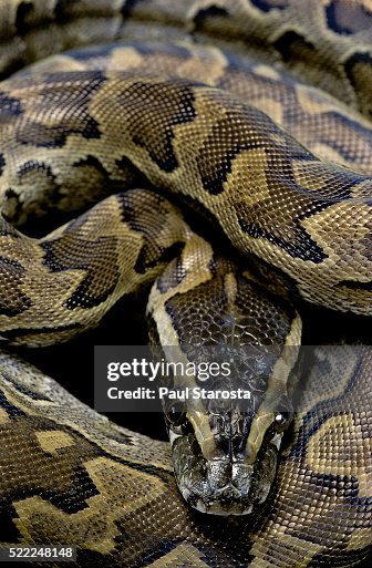 Python Sebae Isolated Python Sebae High-Res Stock Photo - Getty Images