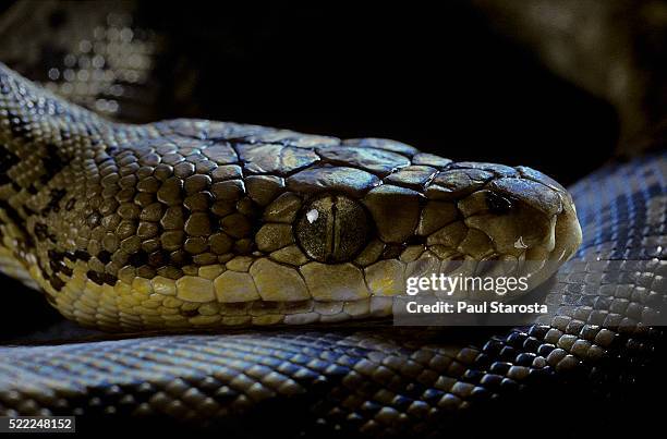 Large Timor Python's Timor Python Photos and Premium High Res Pictures - Getty Images