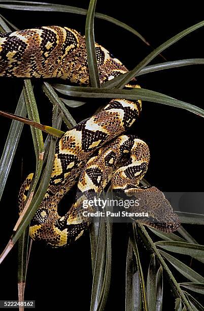 sanzinia madagascariensis f. mandarine (madagascar tree boa) - madagascar boa stock pictures, royalty-free photos & images