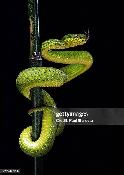 trimeresurus albolabris (white-lipped tree viper) - serpent stock-fotos und bilder