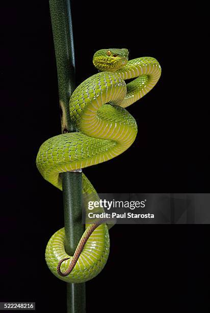 trimeresurus albolabris (white-lipped tree viper) - viper snake stock pictures, royalty-free photos & images