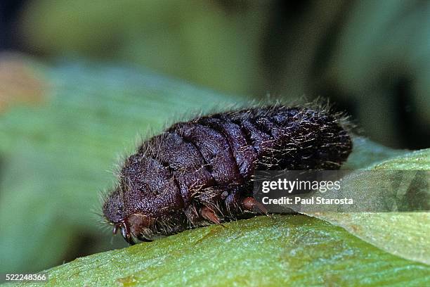 porphyrophora polonica (polish cochineal, polish carmine scale) - female - scale insect stock pictures, royalty-free photos & images
