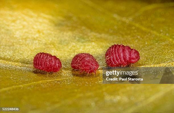 porphyrophora sophorae (scale insect) - male larvae - scale insect stock pictures, royalty-free photos & images