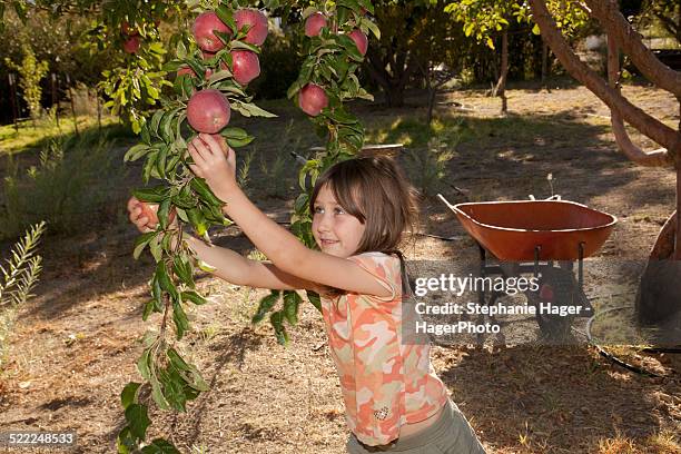 apple harvest - lone pine california - fotografias e filmes do acervo