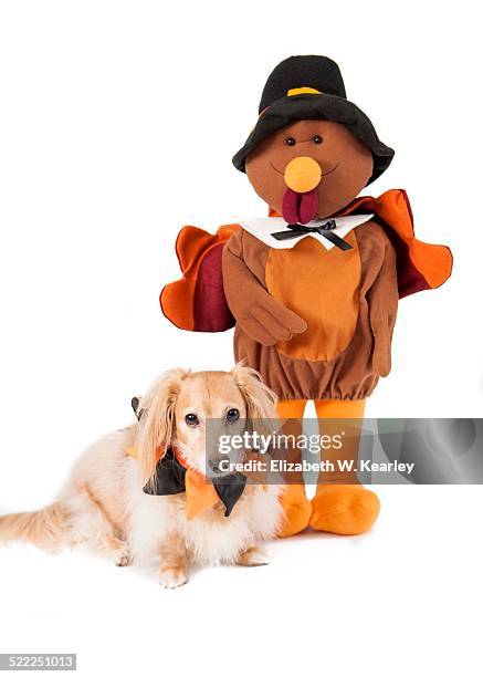 dog with thanksgiving turkey - thanksgiving dog stock pictures, royalty-free photos & images