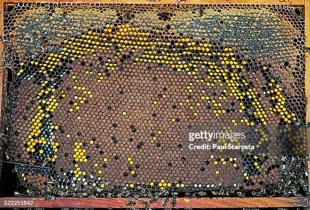 Bee Framelayout 3,762 Bee Frame Stock Photos, High-Res Pictures, and Images - Getty Images