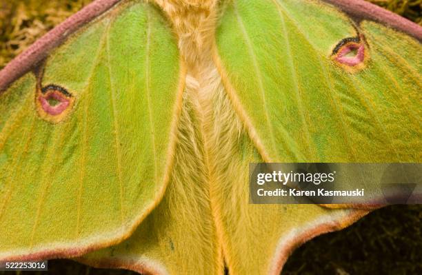 close-up view of luna moth wings - luna moth - fotografias e filmes do acervo