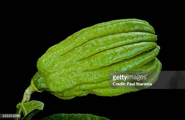 citrus medica var. sarcodactylis (buddha's hand, fingered citron) - fruit 2 - citron stock pictures, royalty-free photos & images