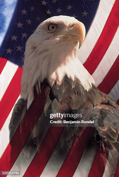 bald eagle with american flag - bald eagle with american flag stockfoto's en -beelden