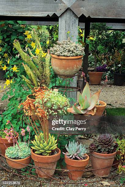 echeveria in pots - echeveria stock pictures, royalty-free photos & images