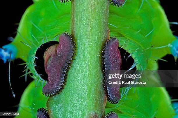 Triangular Prolegs 38 Prolegs Stock Photos, High-Res Pictures, and Images - Getty Images