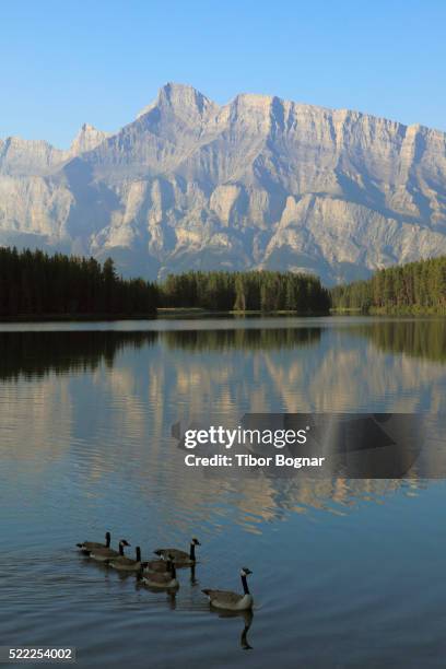 251 Rundle Group Stock Photos, High-Res Pictures, and Images - Getty Images