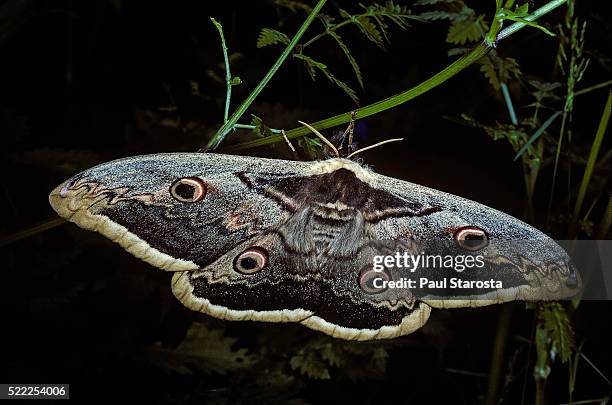 saturnia pyri (giant peacock moth, great peacock moth, large emperor moth) - female - ocellus stock pictures, royalty-free photos & images