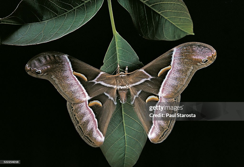Samia Sp Samia Cynthia High-Res Stock Photo - Getty Images