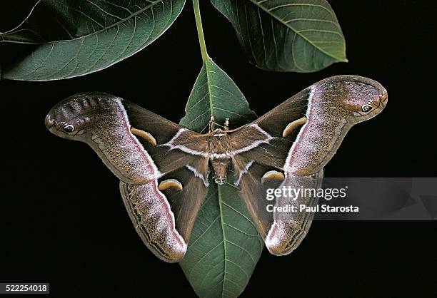 samia cynthia (ailanthus silkmoth, cynthia moth) - ocellus stock pictures, royalty-free photos & images