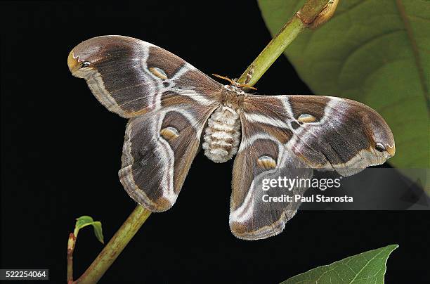 samia cynthia ricini (indian eri silkmoth) - ocellus stock pictures, royalty-free photos & images