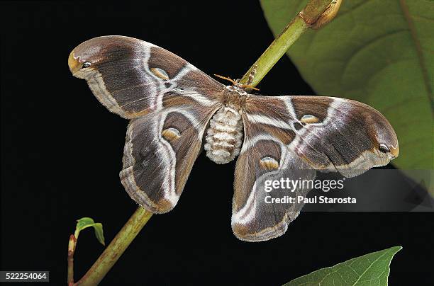 Samia Sp 3,929 Samia Stock Photos, High-Res Pictures, and Images - Getty Images