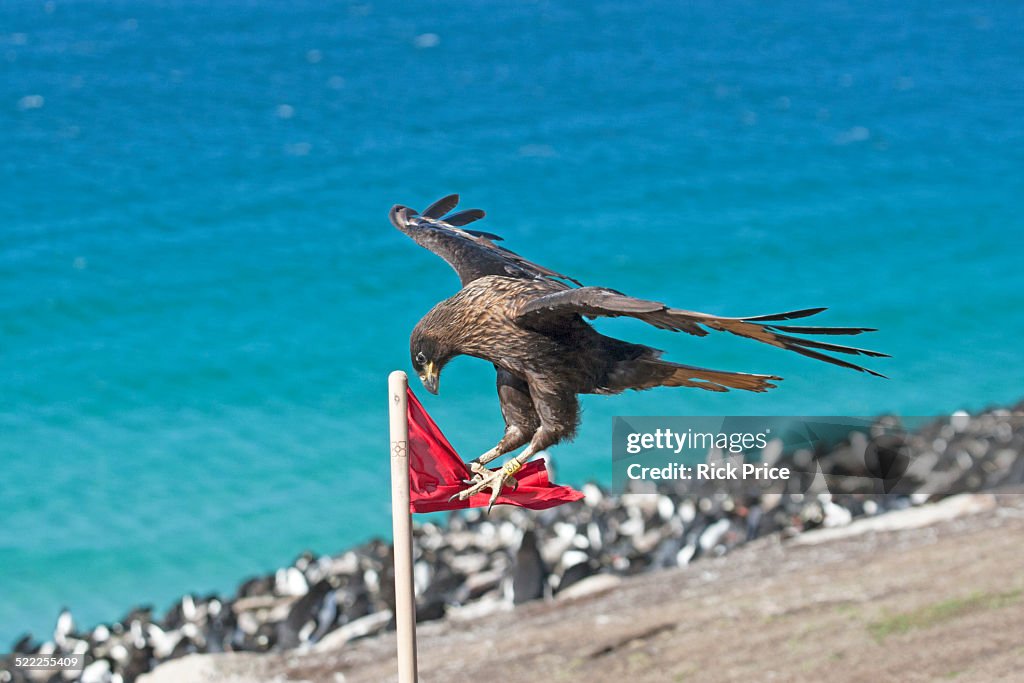 Striated Caracara testing flag for edibility