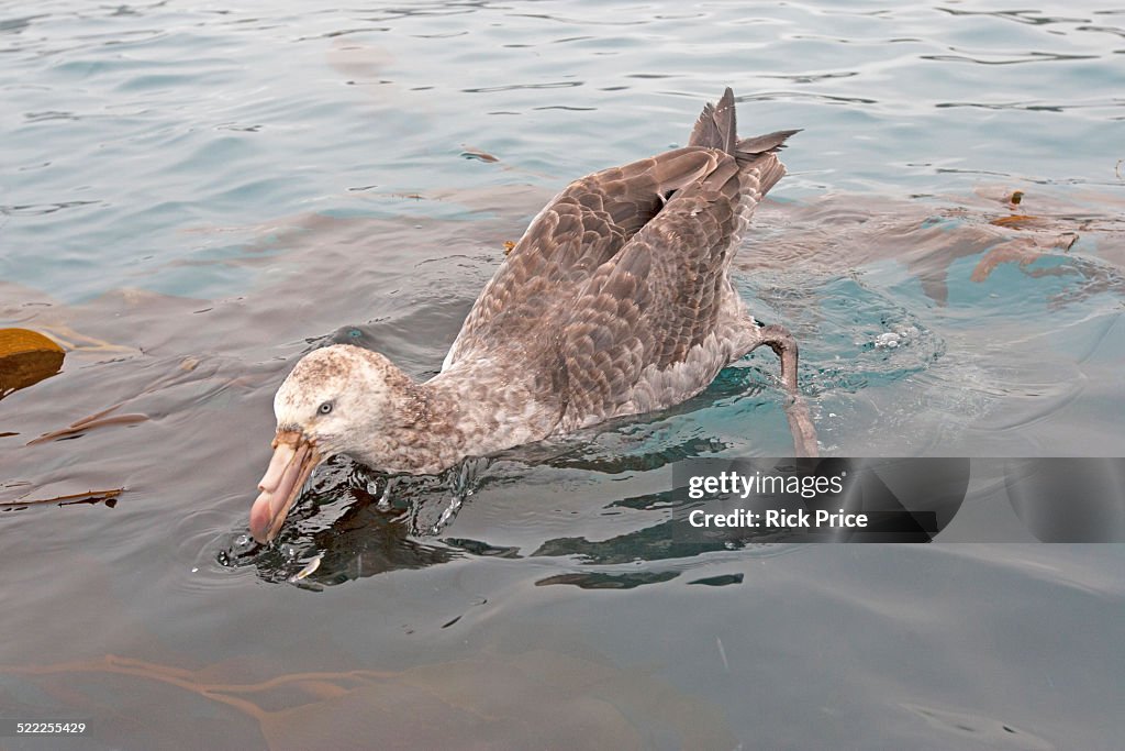 Northern Giant Petrel catching individual krill