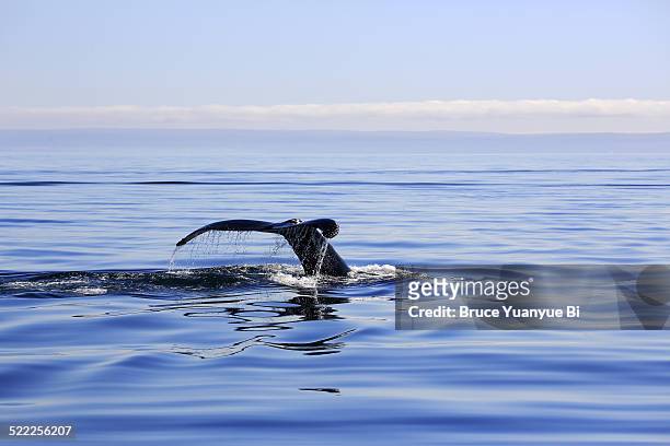 humpback whale tail displaying - río de st lawrence fotografías e imágenes de stock