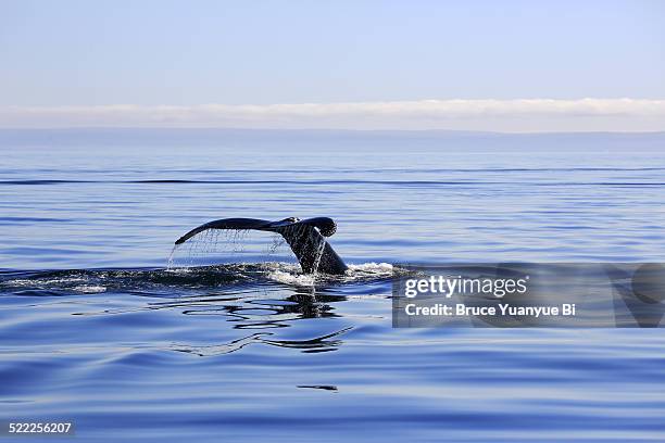 humpback whale tail displaying - st lawrence river stock pictures, royalty-free photos & images